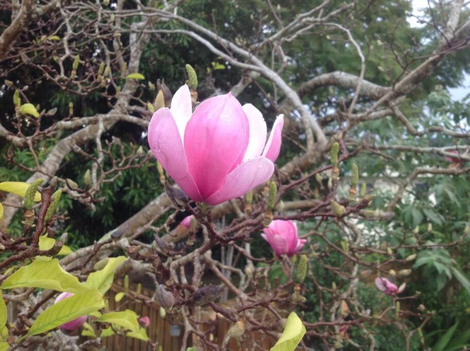 Magnolia Cottage Coffs Harbour Esterno foto